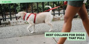 Best Collars for Dogs That Pull