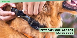 best bark collars for large dogs