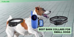 best bark collars for small dogs