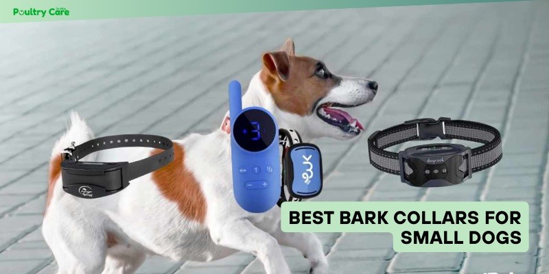 best bark collars for small dogs