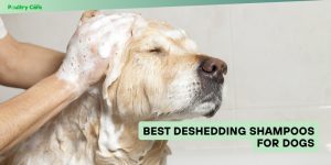 best deshedding shampoos for dogs