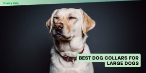 best dog collars for large dogs