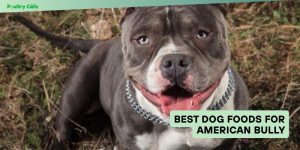 best dog foods for american bully