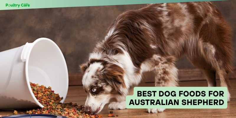 best dog foods for australian shepherd