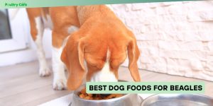 best dog foods for beagles