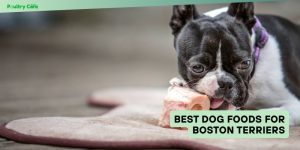 best dog foods for boston terriers
