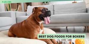 best dog foods for boxers