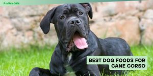 best dog foods for cane corso