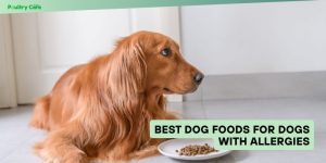 best dog foods for dogs with allergies