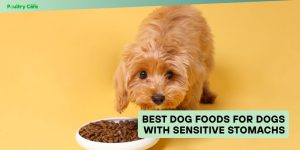 best dog foods for dogs with sensitive stomachs