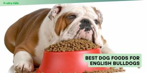 best dog foods for english bulldogs