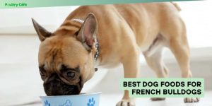 best dog foods for french bulldogs