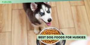 best dog foods for huskies