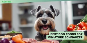 best dog foods for miniature schnauzer