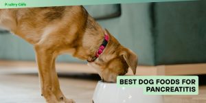 best dog foods for pancreatitis
