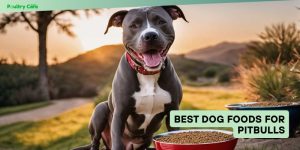 best dog foods for pitbulls