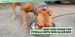 best dog foods for pitbulls with skin allergies