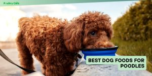 best dog foods for poodles