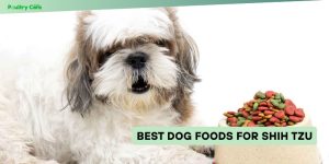 best dog foods for shih tzu