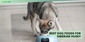 best dog foods for siberian husky