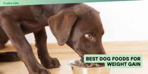 best dog foods for weight gain