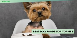 best dog foods for yorkies