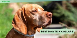 best dog tick collars