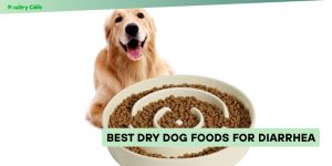 best dry dog foods for diarrhea