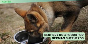 best dry dog foods for german shepherds