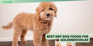 best dry dog foods for goldendoodles