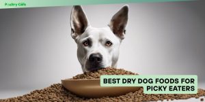 best dry dog foods for picky eaters