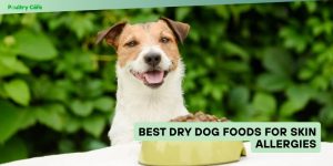 best dry dog foods for skin allergies