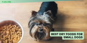 best dry foods for small dogs