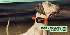 best e-collars for large dogs