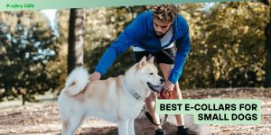best e-collars for small dogs
