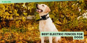 best electric fences for dogs
