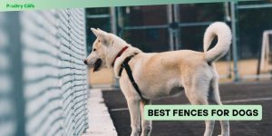 best fences for dogs