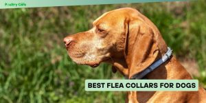 best flea collars for dogs