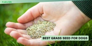 best grass seed for dogs