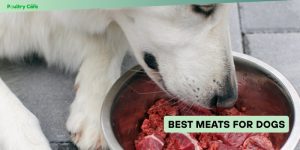 best meats for dogs