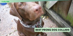 best prong dog collars