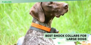 best shock collars for large dogs