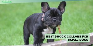 best shock collars for small dogs
