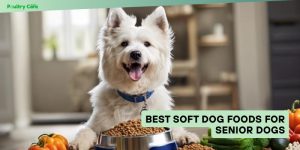 best soft dog foods for senior dogs