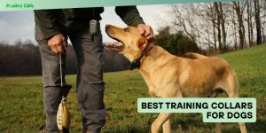 best training collars for dogs