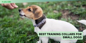 best training collars for small dogs