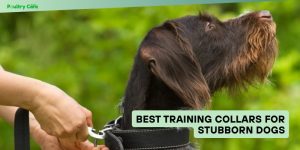best training collars for stubborn dogs