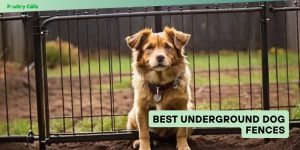 best underground dog fences