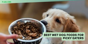 best wet dog foods for picky eaters