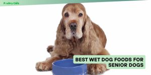 best wet dog foods for senior dogs